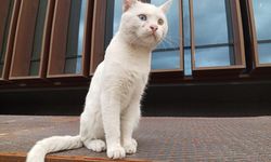 Samsun’un en dikkat çeken kedisi! Gözleri görenleri mest ediyor