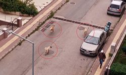 Atakum’da başıboş köpek tedirginliği