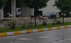Samsun'da sokak köpeği endişesi! Vatandaşlar çözüm bekliyor