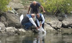 Samsun’da balık popülasyonunu artıracak dev hamle
