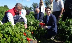 Samsun kırmızı altın üretiminde Türkiye’nin zirvesine oynuyor