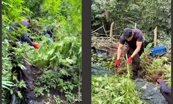 Samsun’da jandarmadan bahçeye baskın! 756 kök ele geçirildi