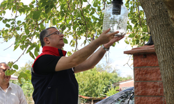 Samsun'da kahverengi kokarcaya karşı 26 bin tuzak kuruldu