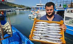 Samsun’da palamuta hücum! 200 kasa bir saatte bitti