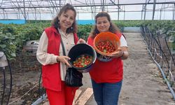 Samsun’da tarlaların yeni gözdesi! Aromasıyla fark yaratıyor