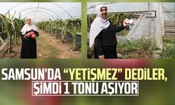Samsun’da “yetişmez” dediler, şimdi 1 tonu aşıyor