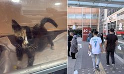 Tokat'taki salgında korkutan gelişme! Kedi ve köpeklerde de görüldü