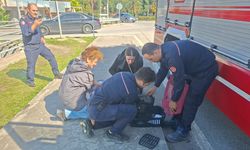 Samsun’da yavru kedi için seferber oldular