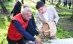 Samsun’da zeytin hasadı! Bu yıl 2 ton ürün bekleniyor
