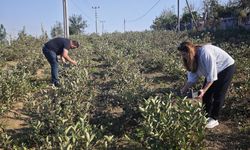 Samsun'da fındığa alternatif! Kilosu yaklaşık 400 lira