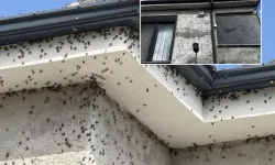 Bir ili korkutan istila! Vatandaşlar evlerine giremez oldu