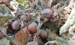 Fındık ihracatında büyük kayıp! Rakamlar yarı yarıya geriledi