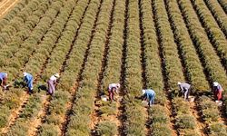 Hem meyvesi hem çiçeği para ediyor: Eken bir senede evini arabasını alıyor
