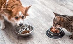 KEDİ VE KÖPEK MAMASI ALIMI