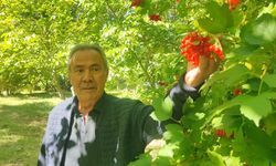 Samsun’da dere kenarlarında yetişiyor! Bidonu 1000 liraya satılıyor