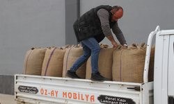 Samsun’da fındıkta yeni tablo! Üreticiler TMO’ya yöneldi