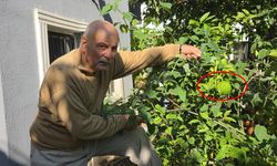 Samsun’da olmaz denileni yaptı! Güneydoğu Asya meyvesi yetiştirdi
