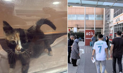 Tokat’taki salgında korkutan gelişme! Kedi ve köpeklerde de görüldü