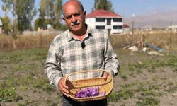 Samsun'da da yetişiyor! Kilosu 1 milyon TL'ye ulaştı