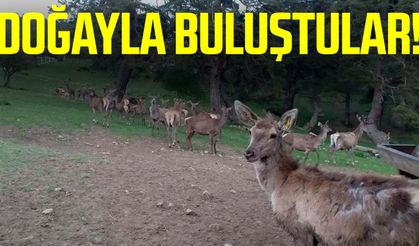 Samsun'da üretilen geyikler doğayla buluştu!