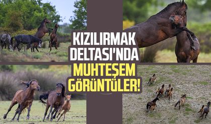 Samsun Kızılırmak Deltası'nda muhteşem görüntüler!