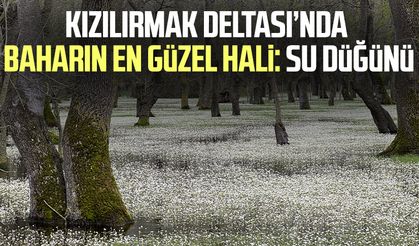 Kızılırmak Deltası’nda baharın en güzel hali: Su düğünü