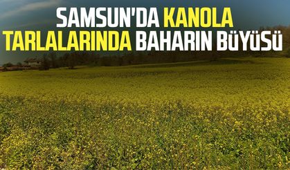 Samsun'da kanola tarlalarında baharın büyüsü