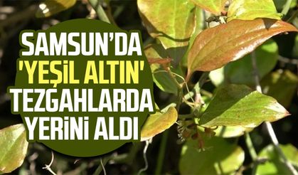Samsun’da 'yeşil altın' tezgahlarda yerini aldı