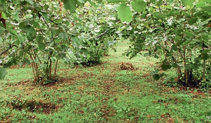Fındık Bahçelerini Yeniden Canlandırmak: Modern Tarım Teknikleri