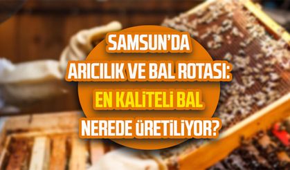 Samsun’da arıcılık ve bal rotası: En kaliteli bal nerede üretiliyor?