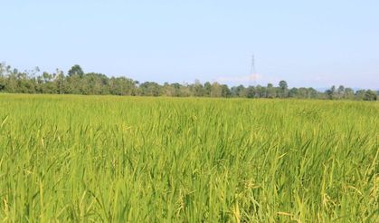 Terme Pirinç Tarlaları ve Amazon Kadınları Efsanesi