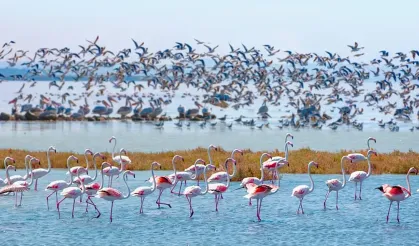 19 Mayıs İlçesi’nde Kuş Gözlemciliği ve Kızılırmak Deltası Deneyimi