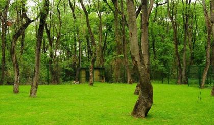 Samsun’un En Huzurlu Piknik Alanları