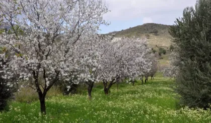 Samsun’da Bahar Aylarında Açan En Güzel Çiçek Rotaları