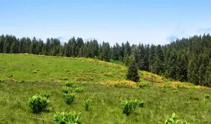 Ladik’in Yayla Kültürünün Geleneksel Yaşam Biçimine Katkısı