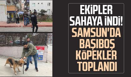 Ekipler sahaya indi! Samsun'da başıboş köpekler toplandı