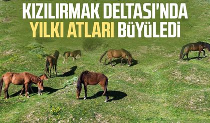 Samsun Kızılırmak Deltası'nda yılkı atları büyüledi