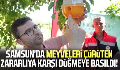 Samsun'da meyveleri çürüten zararlıya karşı düğmeye basıldı!