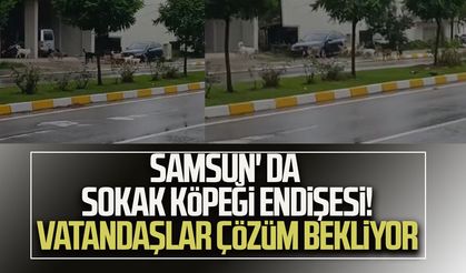 Samsun' da sokak köpeği endişesi! Vatandaşlar çözüm bekliyor