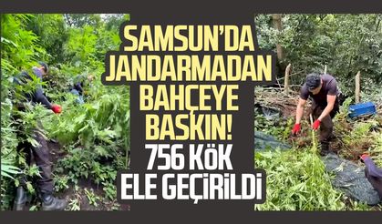 Samsun’da jandarmadan bahçeye baskın! 756 kök ele geçirildi