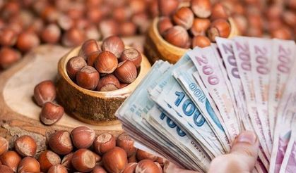 Samsun’da fındık fiyatları değişti! İşte son rakamlar
