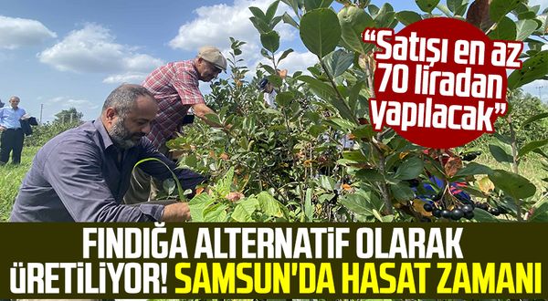 Samsun haber | Fındığa alternatif olarak üretiliyor! Samsun'da hasat zamanı