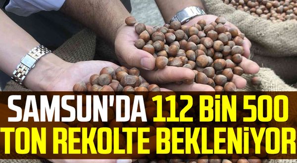 Samsun'da fındıkta 112 bin 500 ton rekolte bekleniyor