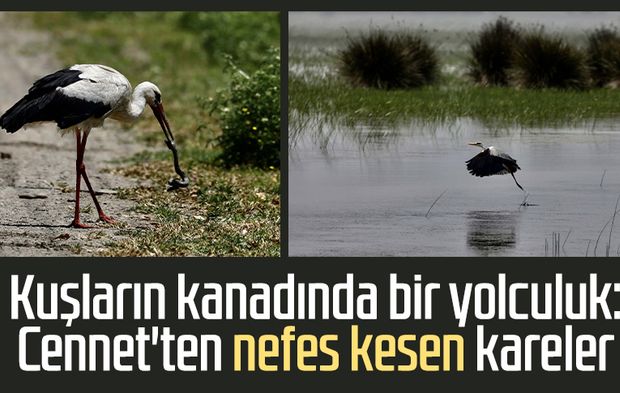 Kuşların kanadında bir yolculuk: Cennet'ten nefes kesen kareler