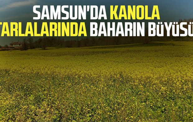 Samsun'da kanola tarlalarında baharın büyüsü
