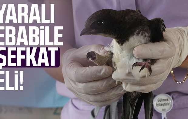 Samsun'da yaralı ebabile şefkat eli
