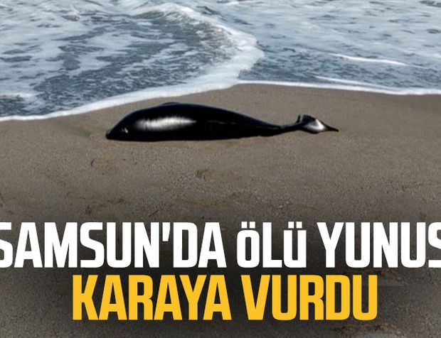 Samsun'da ölü yunus karaya vurdu