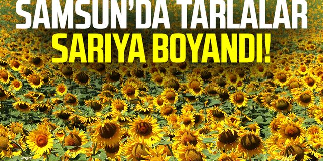 Samsun'da ayçiçeği tarlaları hasat için gün sayıyor