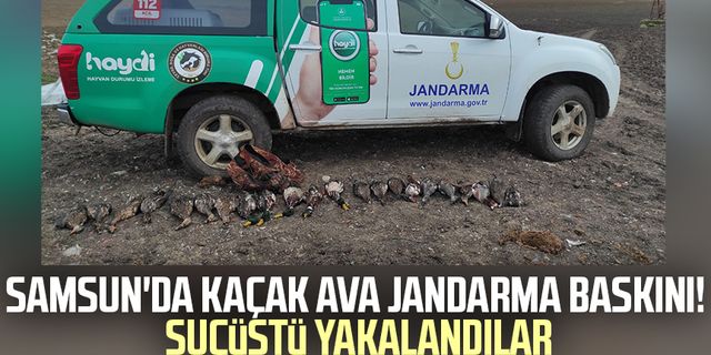 Samsun'da kaçak ava jandarma baskını! Suçüstü yakalandılar