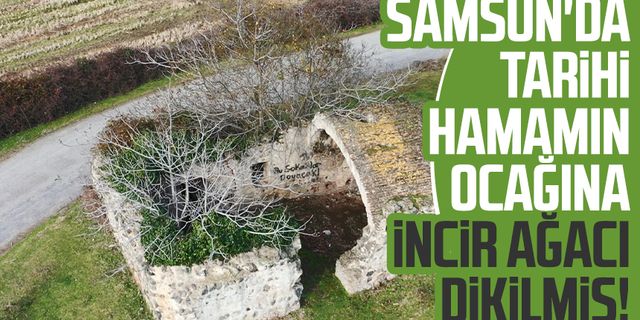 Samsun'da tarihi hamamın ocağına incir ağacı dikilmiş!